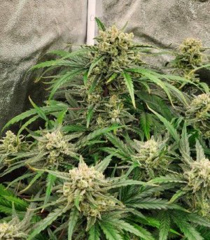 super_lemon_haze_auto.jpg