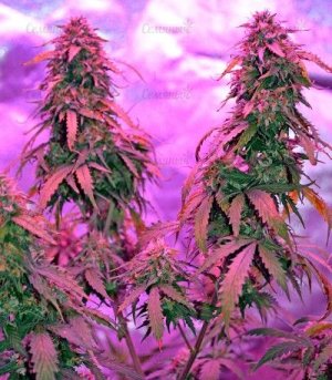 Auto_Northern_Lights.jpg