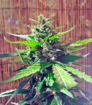 Auto_White_Widow.jpg