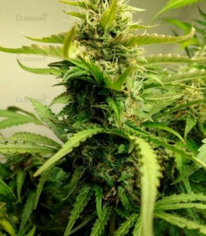 AK-77V.jpg AK-77V.jpg