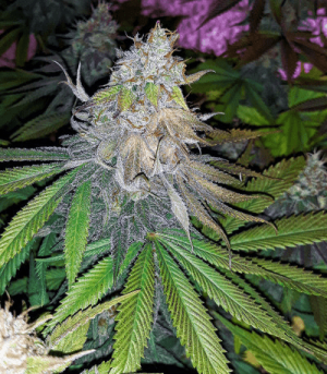 1602055509056.png 1602055509056.png