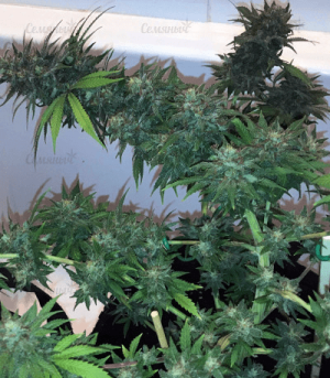 1602073425772.png 1602073425772.png