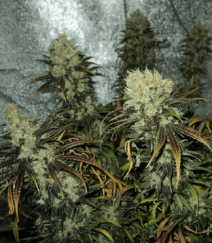 1602073433628.png 1602073433628.png