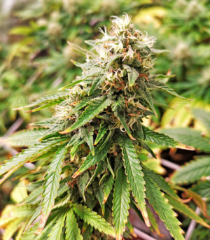 1602073573117.png 1602073573117.png