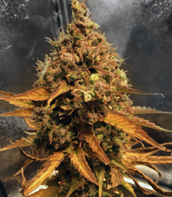 1647869423217.png 1647869423217.png