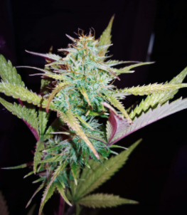 1647869887484.png 1647869887484.png