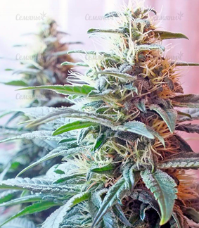 1648140999235.png 1648140999235.png