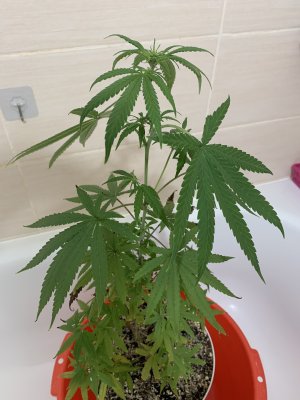 IMG_7925.jpeg