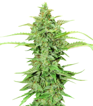 1735582879233.png 1735582879233.png