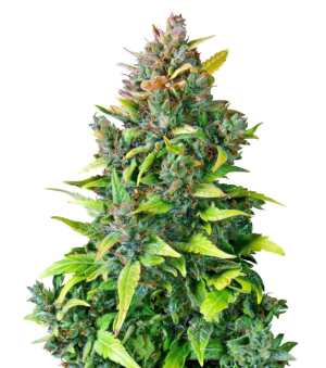 1735582897757.png 1735582897757.png