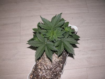 DSCN4194.JPG