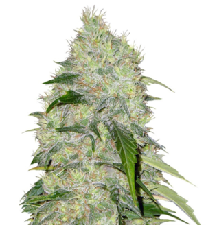 1744361807638.png 1744361807638.png