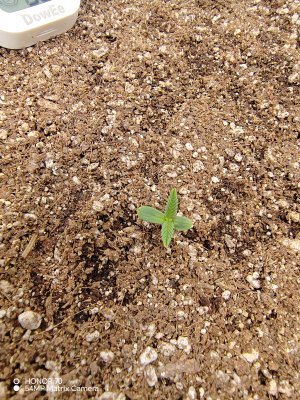 IMG_20250514_211707.jpg
