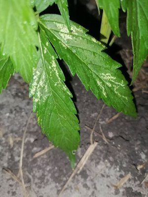 IMG_20250610_230619_331.jpg