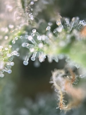 IMG_5480.jpeg