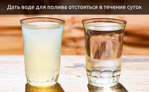 otstoyanaya-voda__ZwsHNKNGJ2qRNEVh.jpg otstoyanaya-voda__ZwsHNKNGJ2qRNEVh.jpg