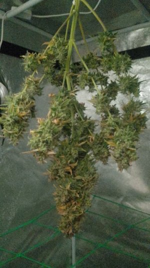 IMG-20250731-WA0023.jpeg