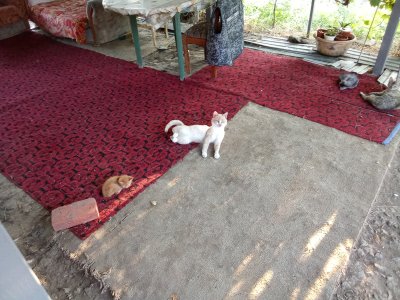 IMG_20250720_185246.jpg