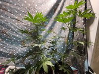 IMG_0189.jpeg