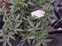 IMG_4230.jpeg