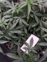 IMG_4274.jpeg