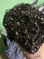 IMG_8024.jpeg