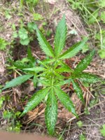IMG_0511.jpeg