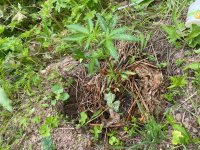 IMG_0512.jpeg