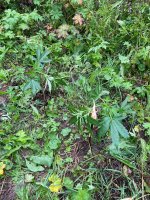 IMG_0514.jpeg