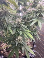 IMG_0085.jpeg