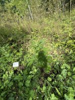 IMG_0565.jpeg