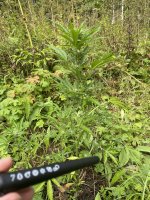 IMG_0575.jpeg