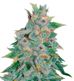 1755088575994.png 1755088575994.png