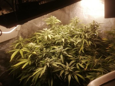 IMG_20220502_221501.JPEG IMG_20220502_221501.JPEG