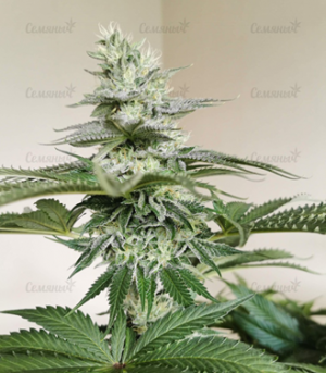 1651827896901.png 1651827896901.png