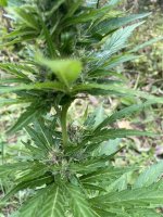 IMG_0603.jpeg