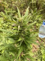 IMG_0610.jpeg
