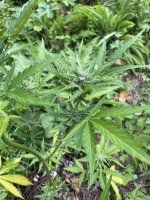IMG_0614.jpeg