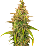 1755516856808.png 1755516856808.png