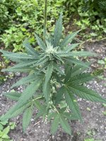 IMG_0365.jpeg