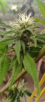 IMG_20250822_051115.jpg IMG_20250822_051115.jpg