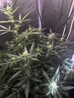 IMG_5066.jpeg