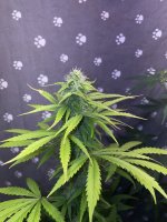 IMG_0797.jpeg