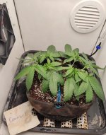 IMG_20250912_083052.jpg