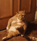 0ca64a4f94fdba514e27d2fe5c3d6fef.gif