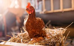 chiken.jpg