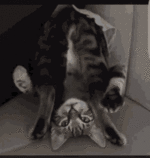 cat-upside-down.gif cat-upside-down.gif