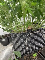 IMG_1038.jpeg