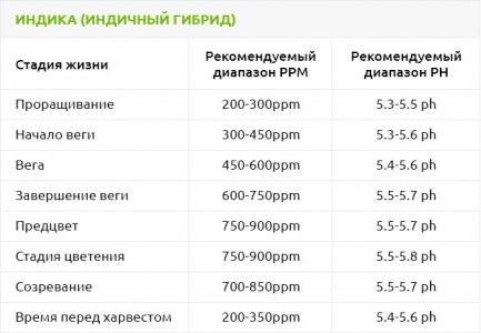 Индика-индичный-гибрид__VvedhosQLgFOkndN.jpg