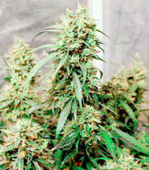 1652182825421.png 1652182825421.png